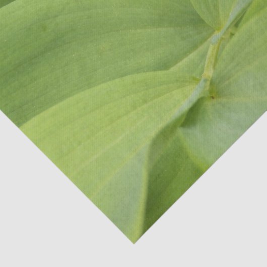 Solomons Seal 薄葉紙 (詳細)