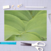 Solomons Seal 薄葉紙 (クラフト)