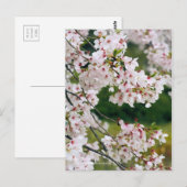 Somei-yoshino: Cherry Blossoms ポストカード (正面/裏面)