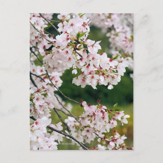 Somei-yoshino: Cherry Blossoms ポストカード (正面)