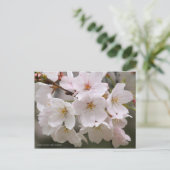 Somei-yoshino: Cherry Blossoms ポストカード (スタンド正面)