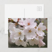 Somei-yoshino: Cherry Blossoms ポストカード (正面/裏面)