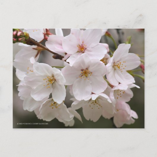 Somei-yoshino: Cherry Blossoms ポストカード (正面)