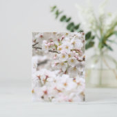 Somei-yoshino: Cherry Blossoms ポストカード (スタンド正面)