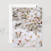 Somei-yoshino: Cherry Blossoms ポストカード (正面/裏面)