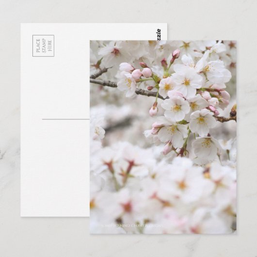 Somei-yoshino: Cherry Blossoms ポストカード (正面/裏面)