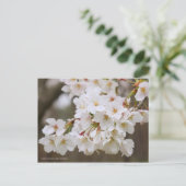 Somei-yoshino: Cherry Blossoms [Postcard] ポストカード (スタンド正面)
