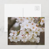 Somei-yoshino: Cherry Blossoms [Postcard] ポストカード (正面/裏面)