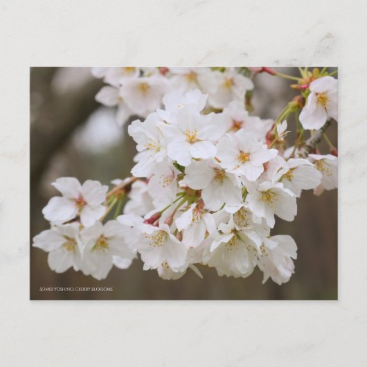 Somei-yoshino: Cherry Blossoms [Postcard] ポストカード (正面)