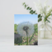 Sonly Dandelion, Send Wisgy Postcardsコレクション ポストカード (スタンド正面)