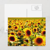 Sonnenblumenfeld ポストカード (正面/裏面)