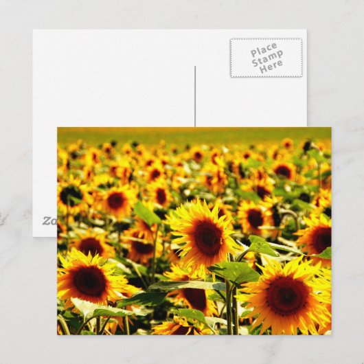 Sonnenblumenfeld ポストカード (正面/裏面)