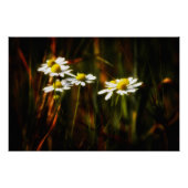 Sonnenküsse auf Kamille ポスター (正面)