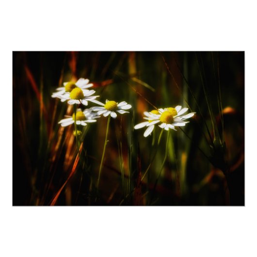 Sonnenküsse auf Kamille ポスター (正面)