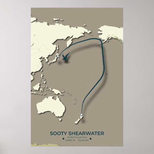 Sooty Shearwater Migration Map – Minimalist ポスター (正面)
