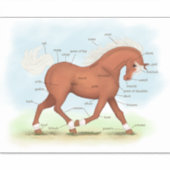 Sorrel HorseまたはPony解剖図ウマ科ののステッカー シール (正面)