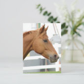 Sorrel Young Gelding ポストカード (スタンド正面)