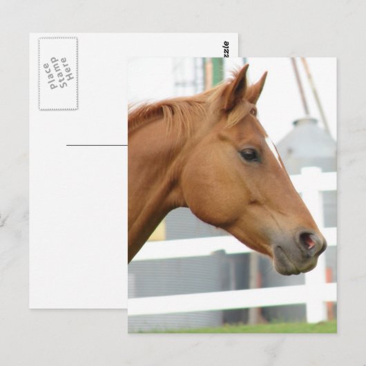 Sorrel Young Gelding ポストカード (正面/裏面)