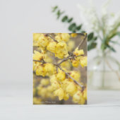 Soshin-robai: Winter Sweet [Postcard] ポストカード (スタンド正面)