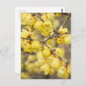 Soshin-robai: Winter Sweet [Postcard] ポストカード (正面/裏面)