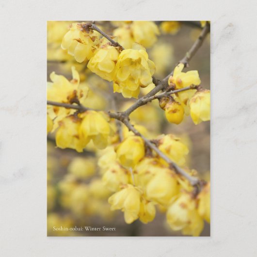 Soshin-robai: Winter Sweet [Postcard] ポストカード (正面)