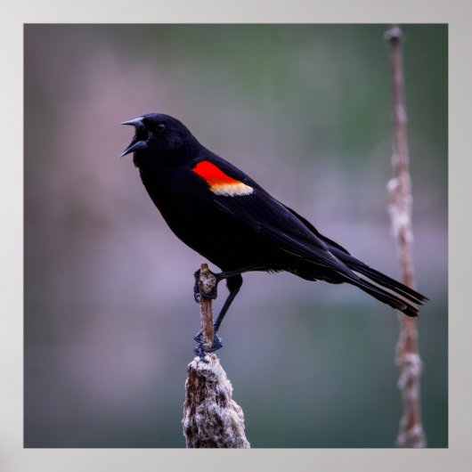 Sound Off ポスター (正面)