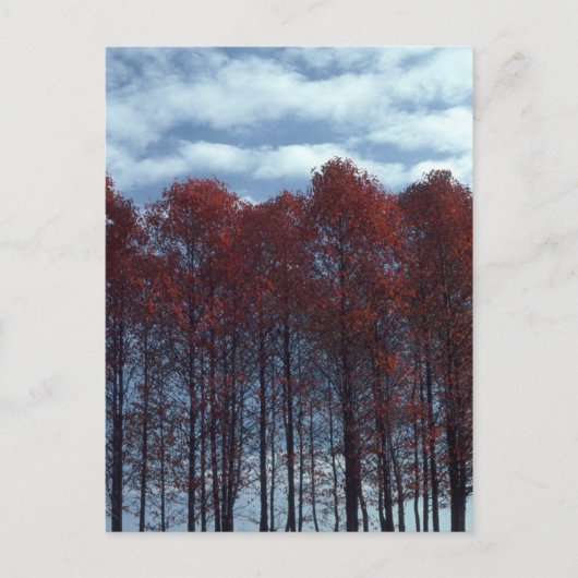 Sourwoodの木の郵便はがき ポストカード (正面)