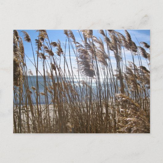 South 素晴らし Bay at Blue Point, NY ポストカード (正面)