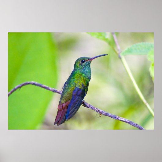 South America, Costa Rica, Sarapiqui, La Selva ポスター (正面)