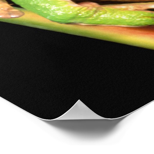 South America, Ecuador, Amazon. Tree frog ポスター (角)