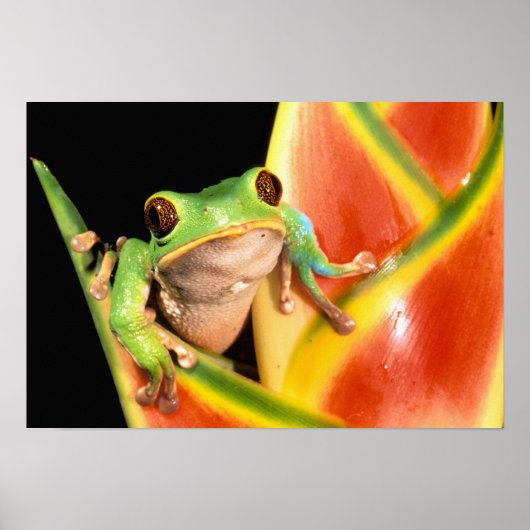 South America, Ecuador, Amazon. Tree frog ポスター (正面)