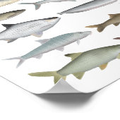 South Asia Freshwater Fish Group ポスター (角)