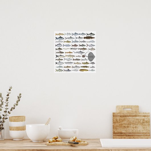 South Asia Freshwater Fish Group ポスター (キッチン)