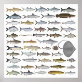 South Asia Freshwater Fish Group ポスター (正面)