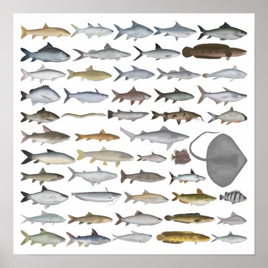 South Asia Freshwater Fish Group ポスター (正面)