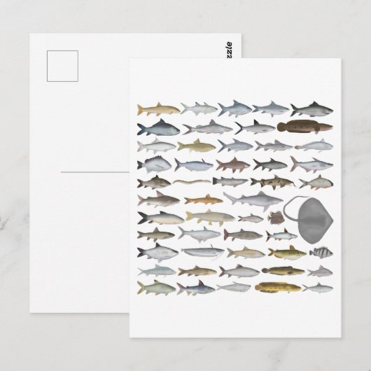 South Asia Freshwater Fish Group ポストカード (正面/裏面)