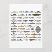 South Asia Freshwater Fish Group ポストカード (正面)