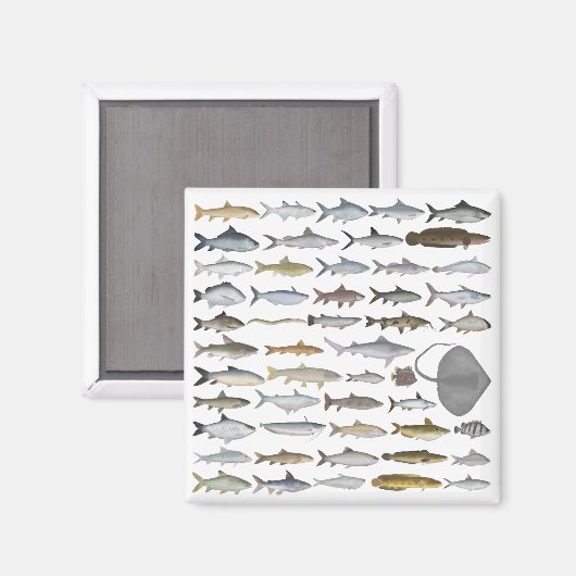 South Asia Freshwater Fish Group マグネット (正面/裏面)