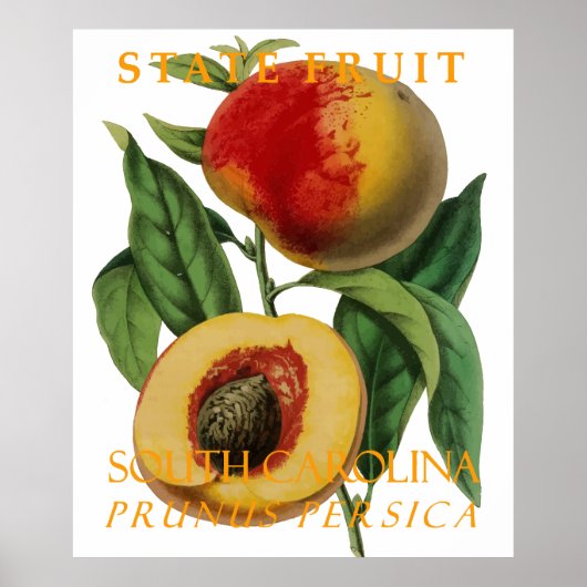 South Carolina Territory Fruit: The Peach ポスター (正面)