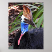 Southern Cassowary ポスター (正面)