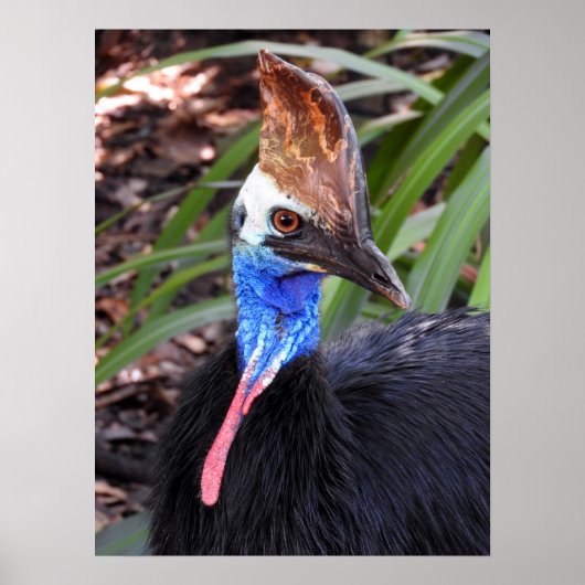 Southern Cassowary ポスター (正面)