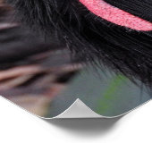 Southern Cassowary ポスター (角)