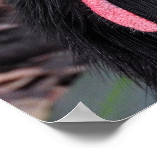 Southern Cassowary ポスター (角)