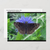 Soutywing on Cornflower ポストカード (正面/裏面)