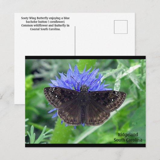 Soutywing on Cornflower ポストカード (正面/裏面)