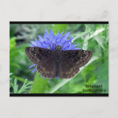 Soutywing on Cornflower ポストカード (正面)