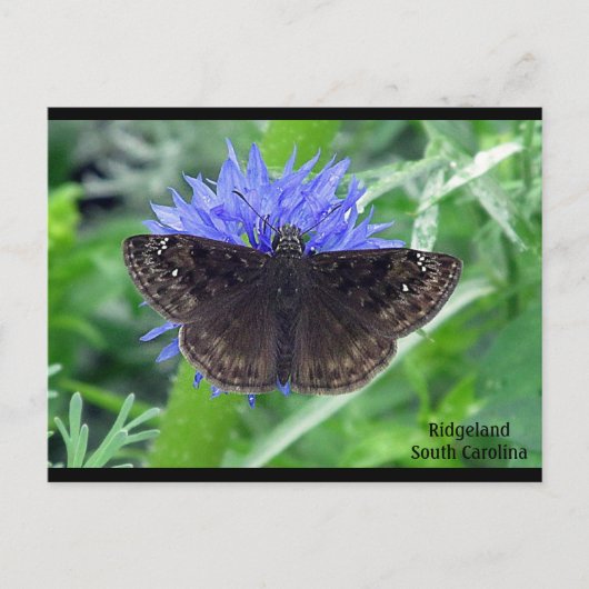 Soutywing on Cornflower ポストカード (正面)