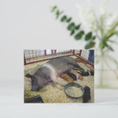 SowとPigletsはがき ポストカード (スタンド正面)