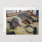 SowとPigletsはがき ポストカード (正面/裏面)