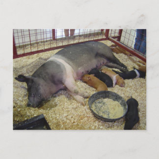 SowとPigletsはがき ポストカード